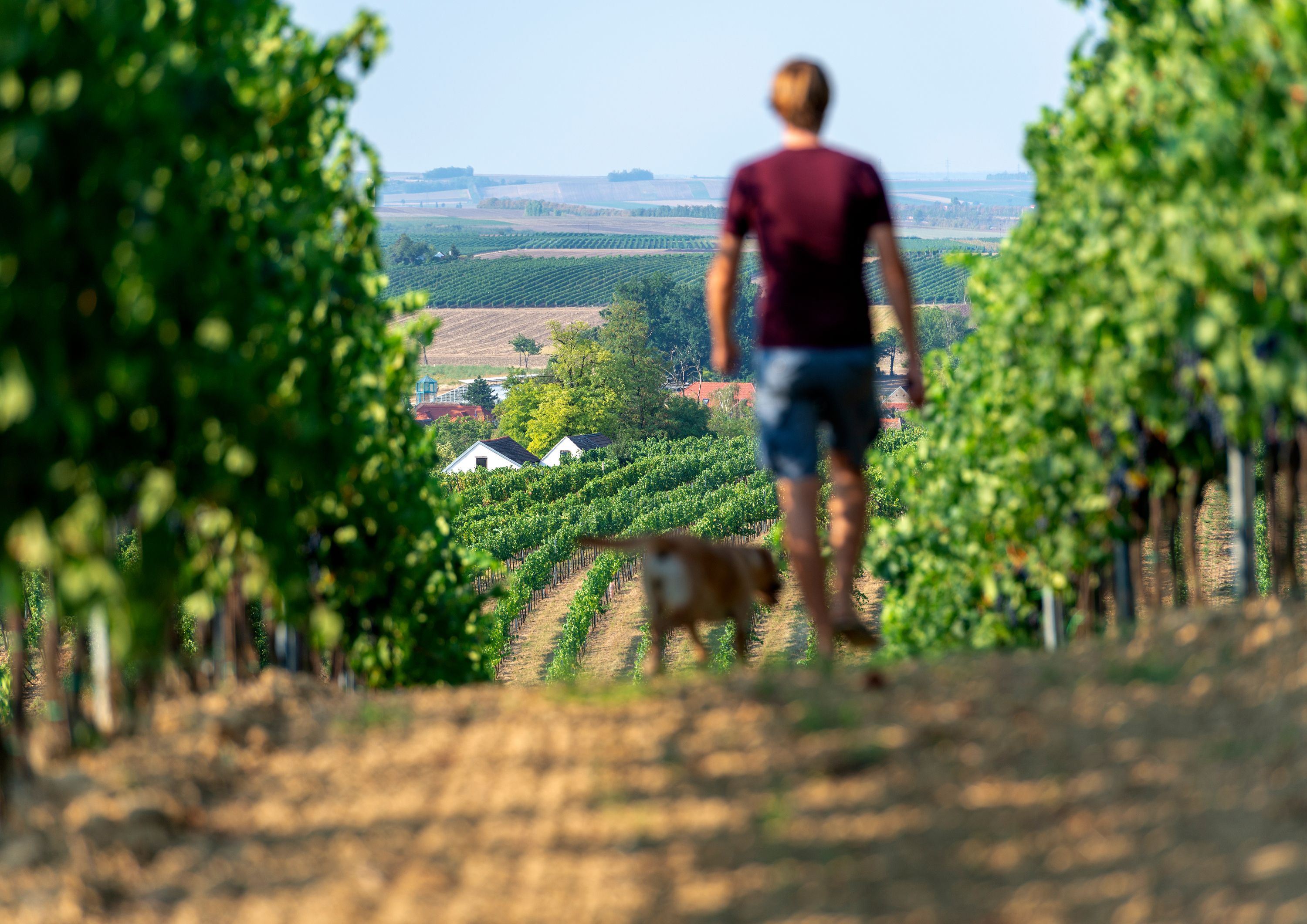 A person and a dog walk through a vineyard with a view of the landscape in the background.