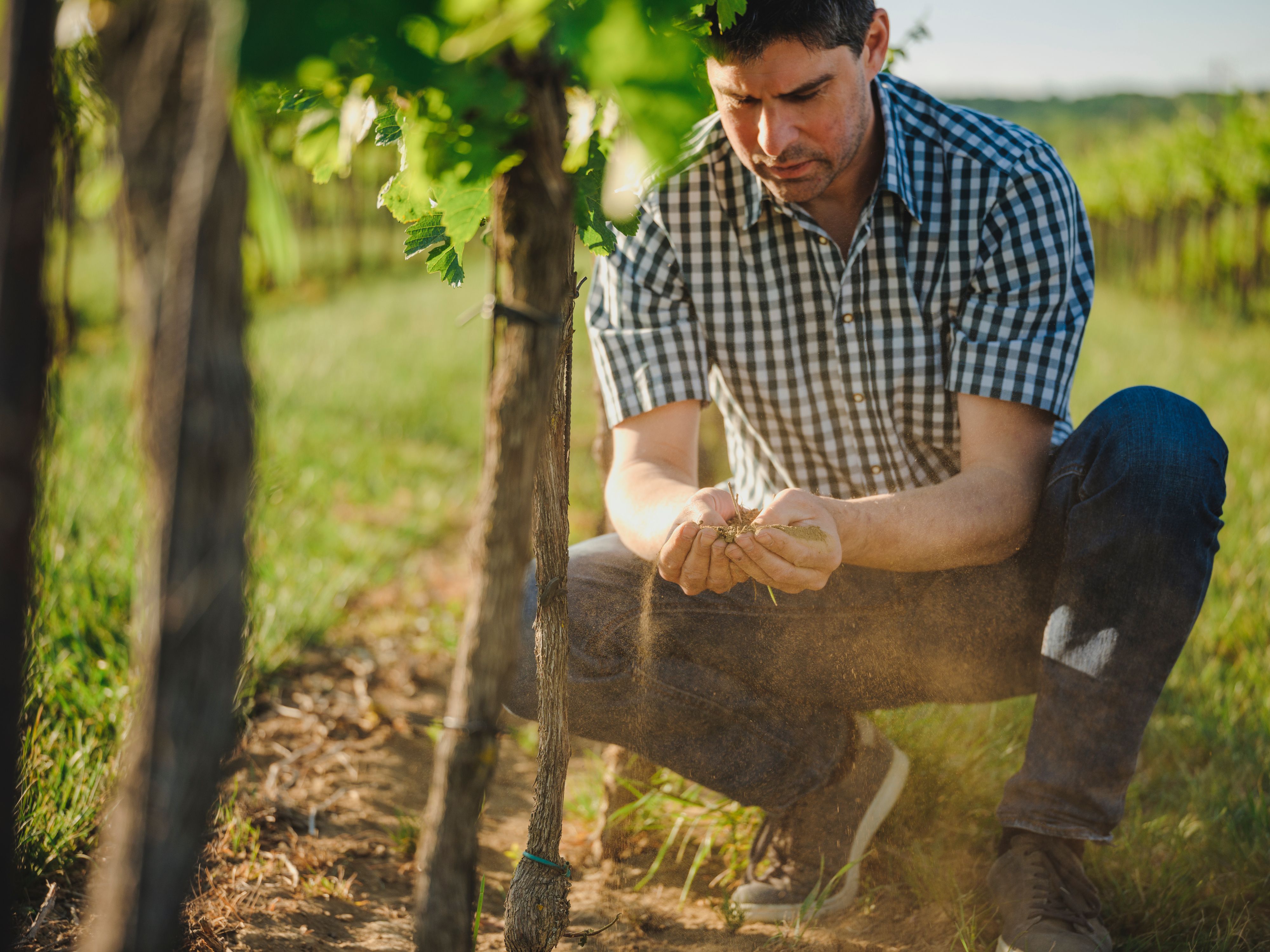 Mann in kariertem Hemd untersucht Pflanzen in einem Weinberg.