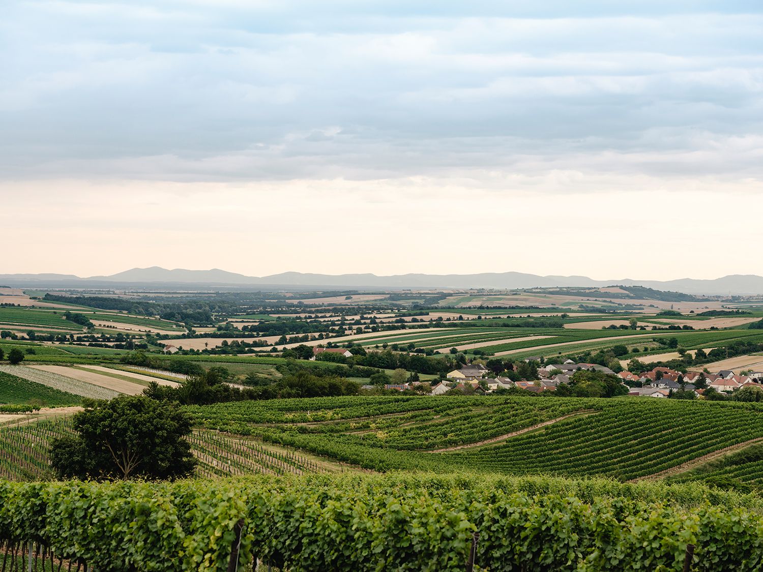 Vineyards and landscape near Herrnbaumgarten, Austria.