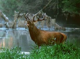 Hirsch