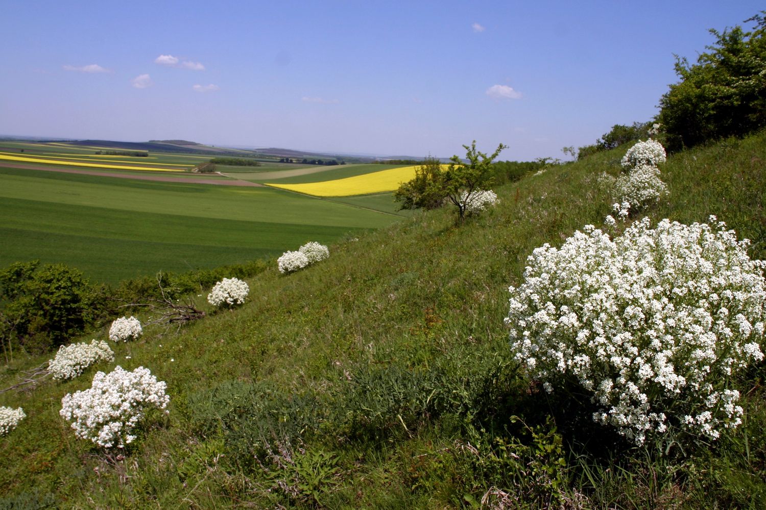 Hügelige Landschaft mit weißen Blütenbüschen und Feldern im Hintergrund.
