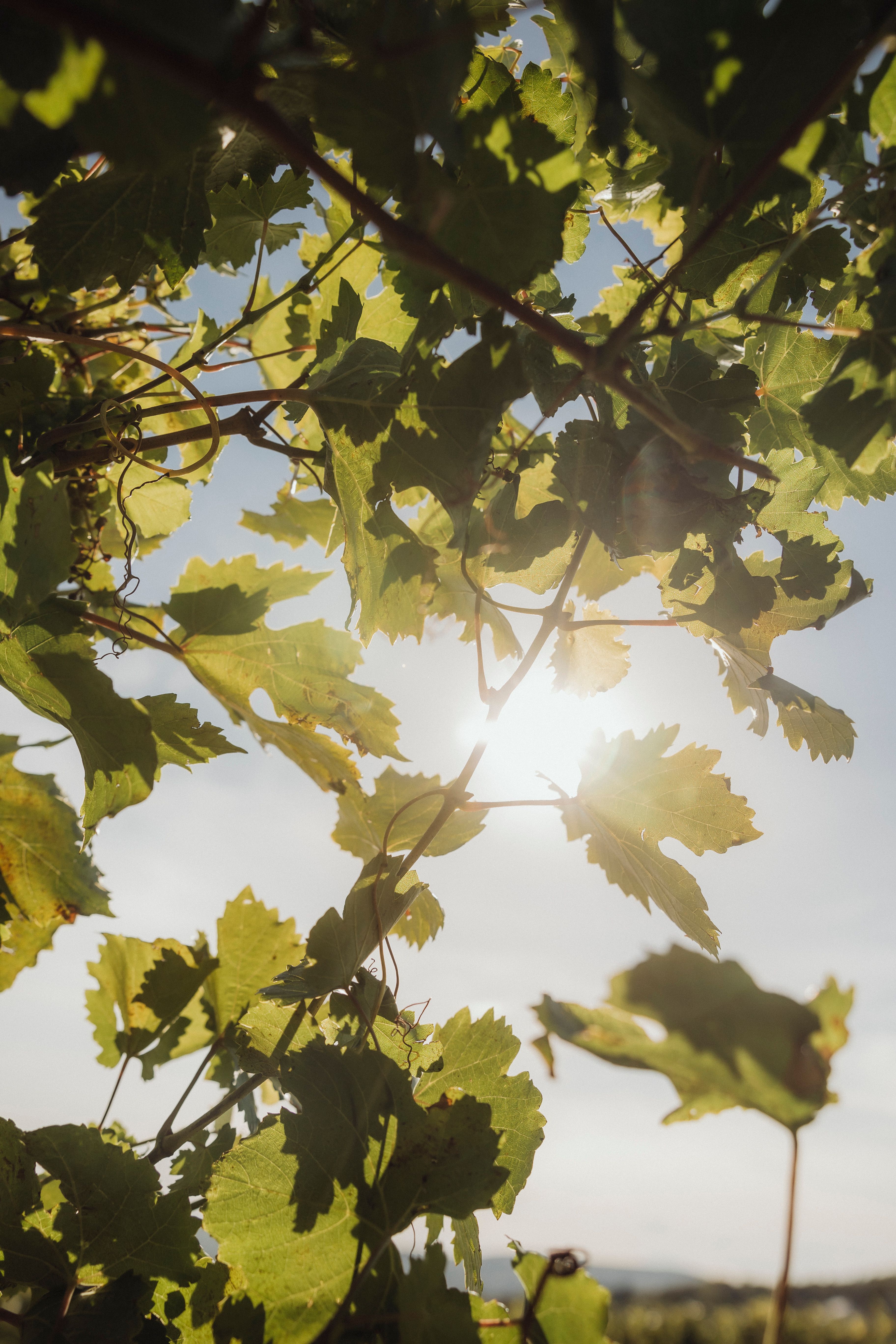 Sunlight shines through vine leaves in a vineyard.