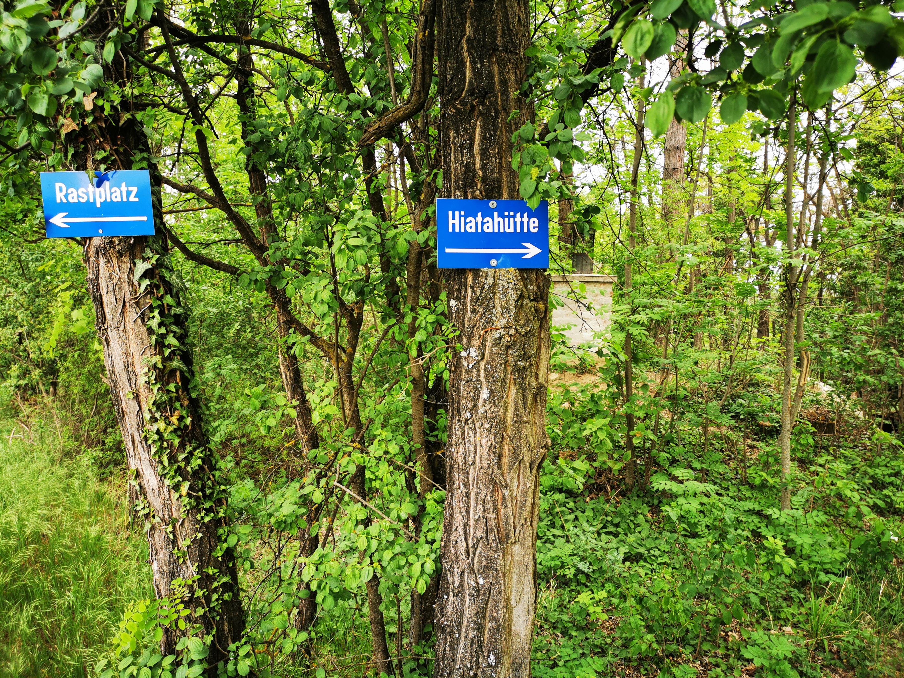 Wegweiser im Wald zu Rastplatz und Hiatahütte.