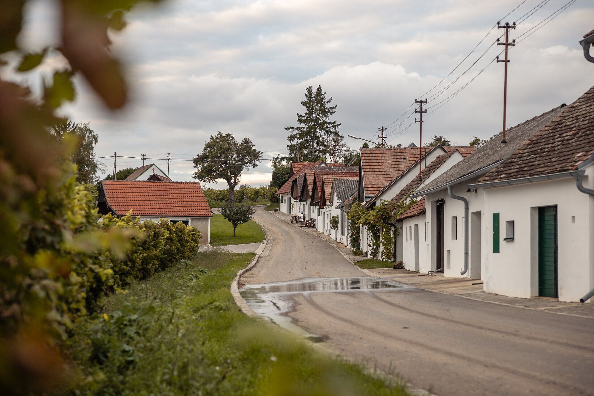 Weiß-gekalkte Presshäuser reihen sich in einer Kellergasse aneinander.