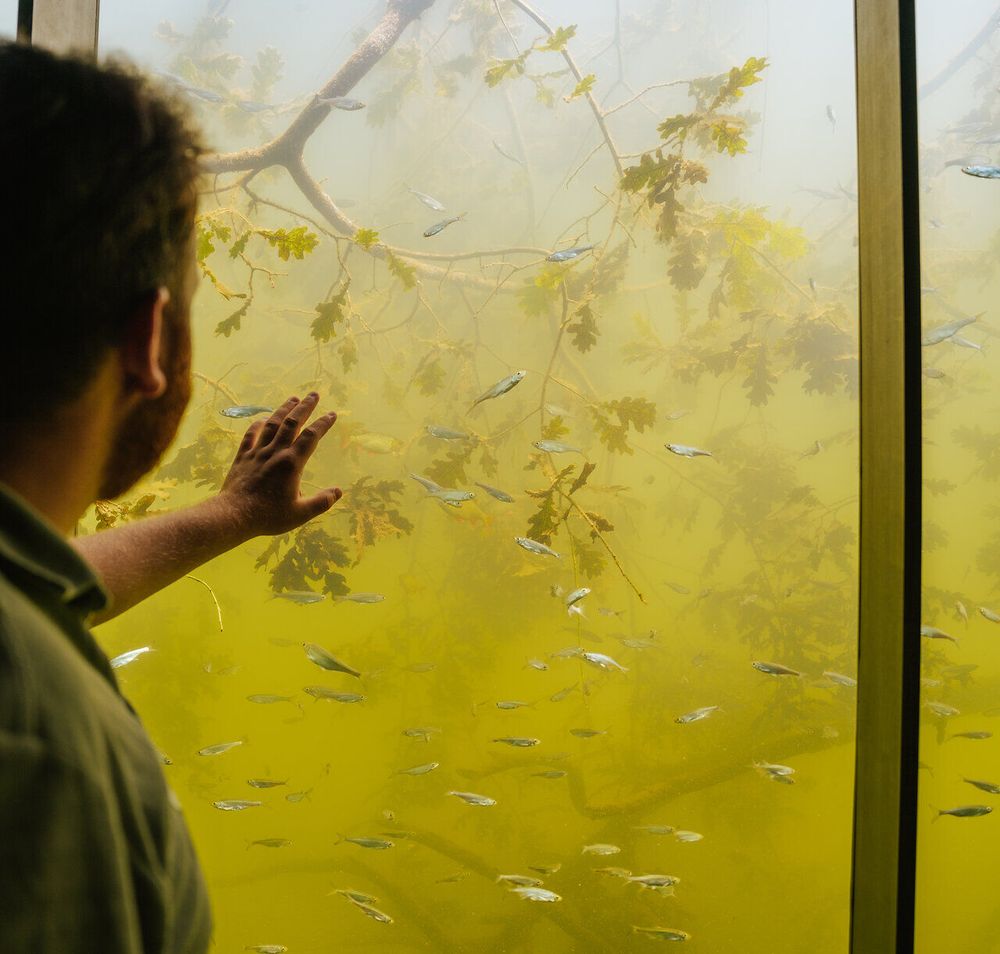 Ein faszinierender Blick auf die Unterwasserwelt, wo schimmernde Fische durch das grüne Wasser gleiten. Die ruhige Atmosphäre lädt dazu ein, die Schönheit der Natur in vollen Zügen zu genießen und die Vielfalt des Lebens unter der Wasseroberfläche zu entdecken.