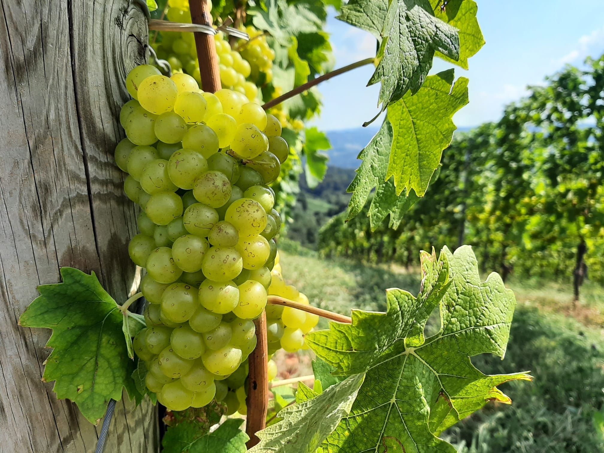 Weinpanorama