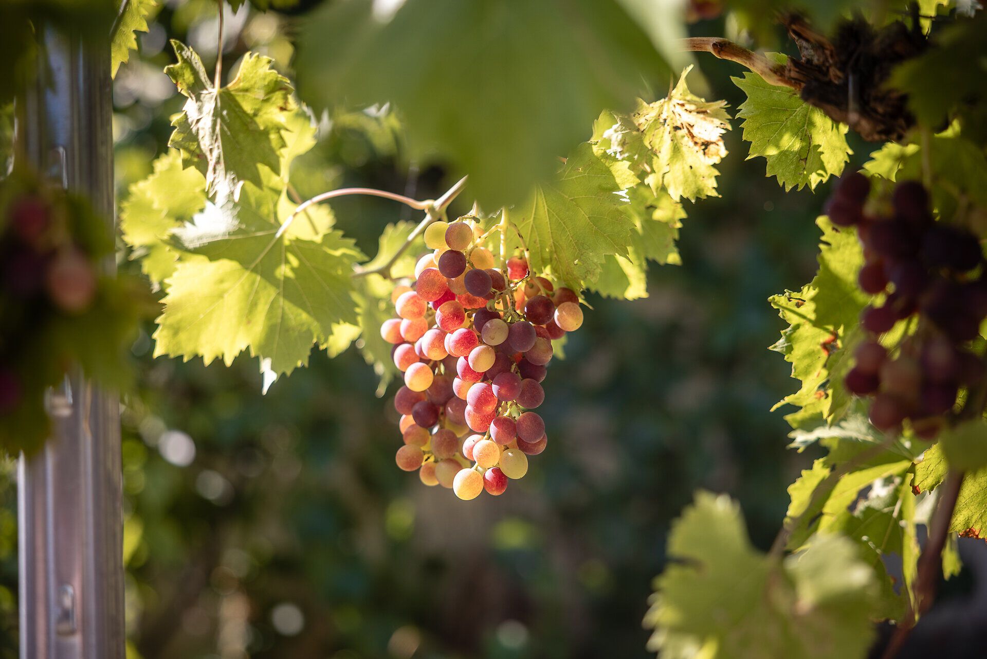 Eine Traube hängt im Sonnenlicht am Rebstock.