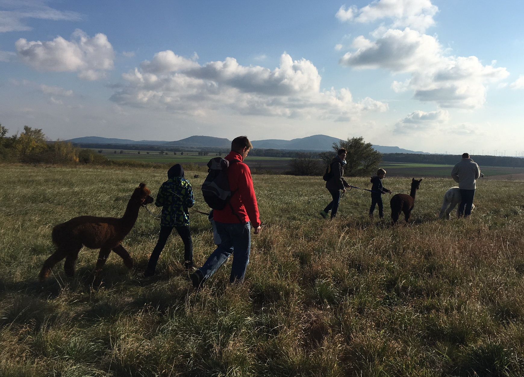 Menschen führen Alpakas über ein Feld bei sonnigem Wetter.