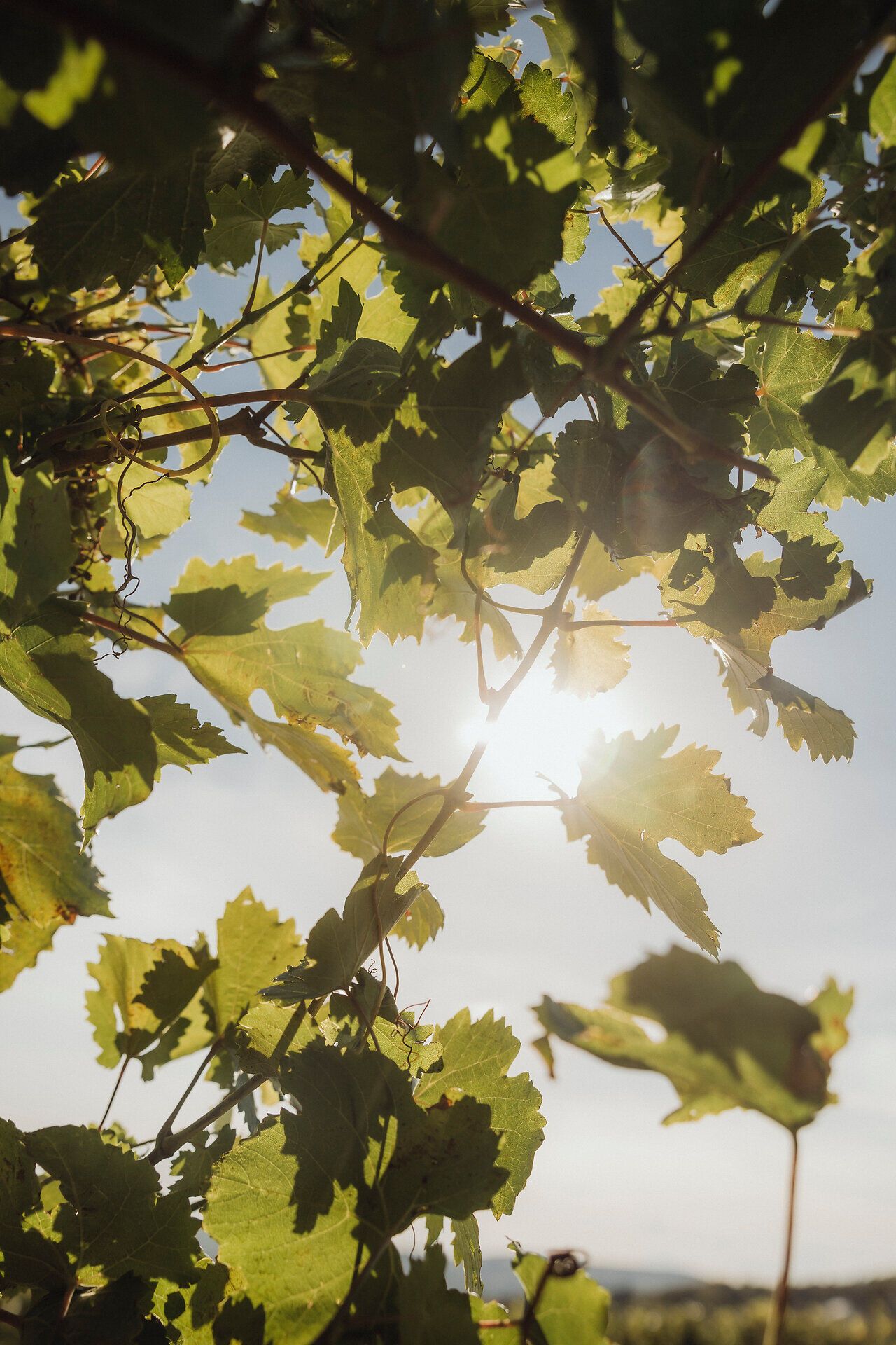 Die sanften Weinreben breiten sich unter dem strahlenden Sonnenlicht aus und laden zu einem genussvollen Spaziergang ein. Hier im Weinviertel, wo die Natur und die Kultur harmonisch verschmelzen, erleben Besucher die Schönheit des Weinwanderns in vollen Zügen.