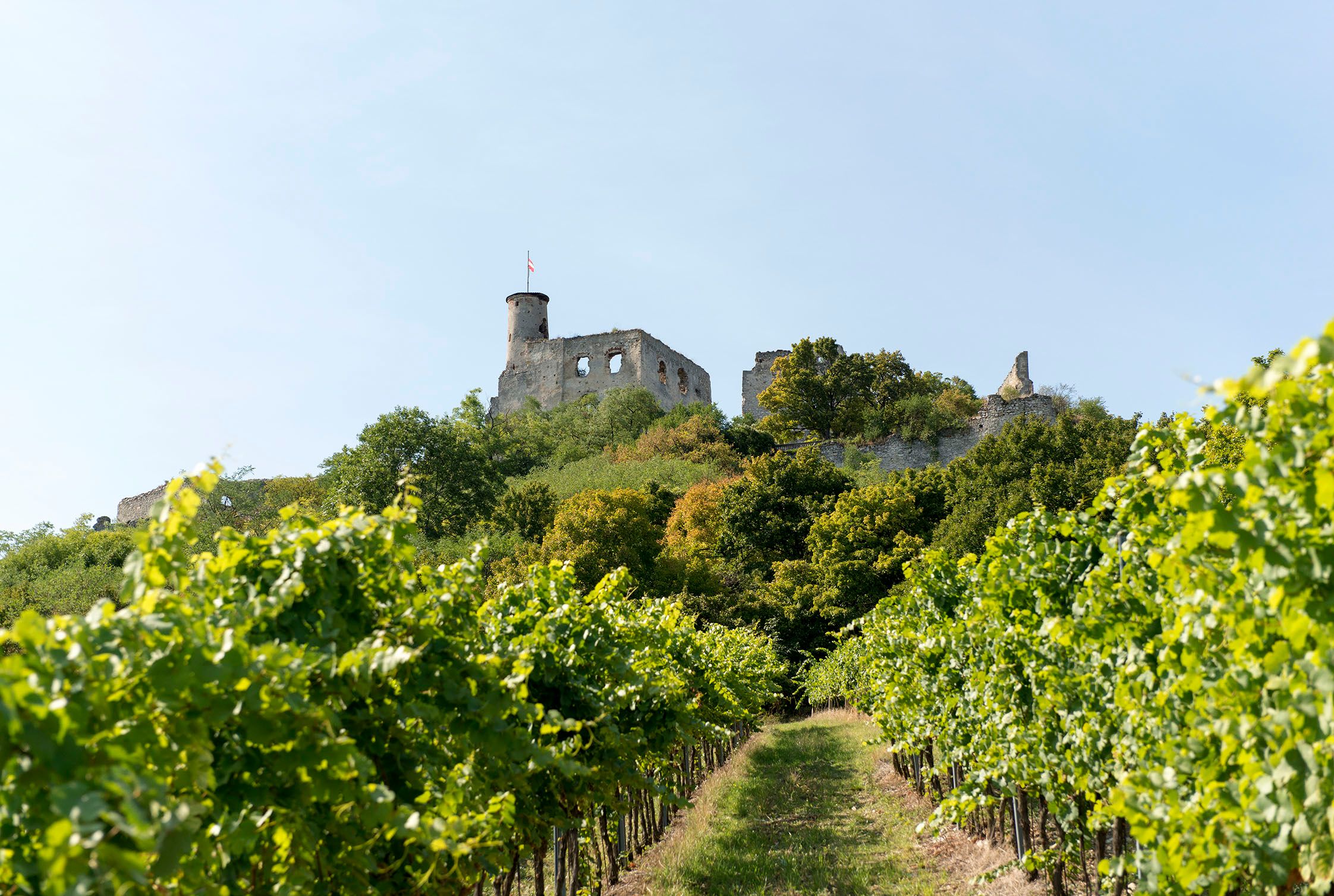 Ruins of Falkenstein Castle on a hill with vines in the foreground.