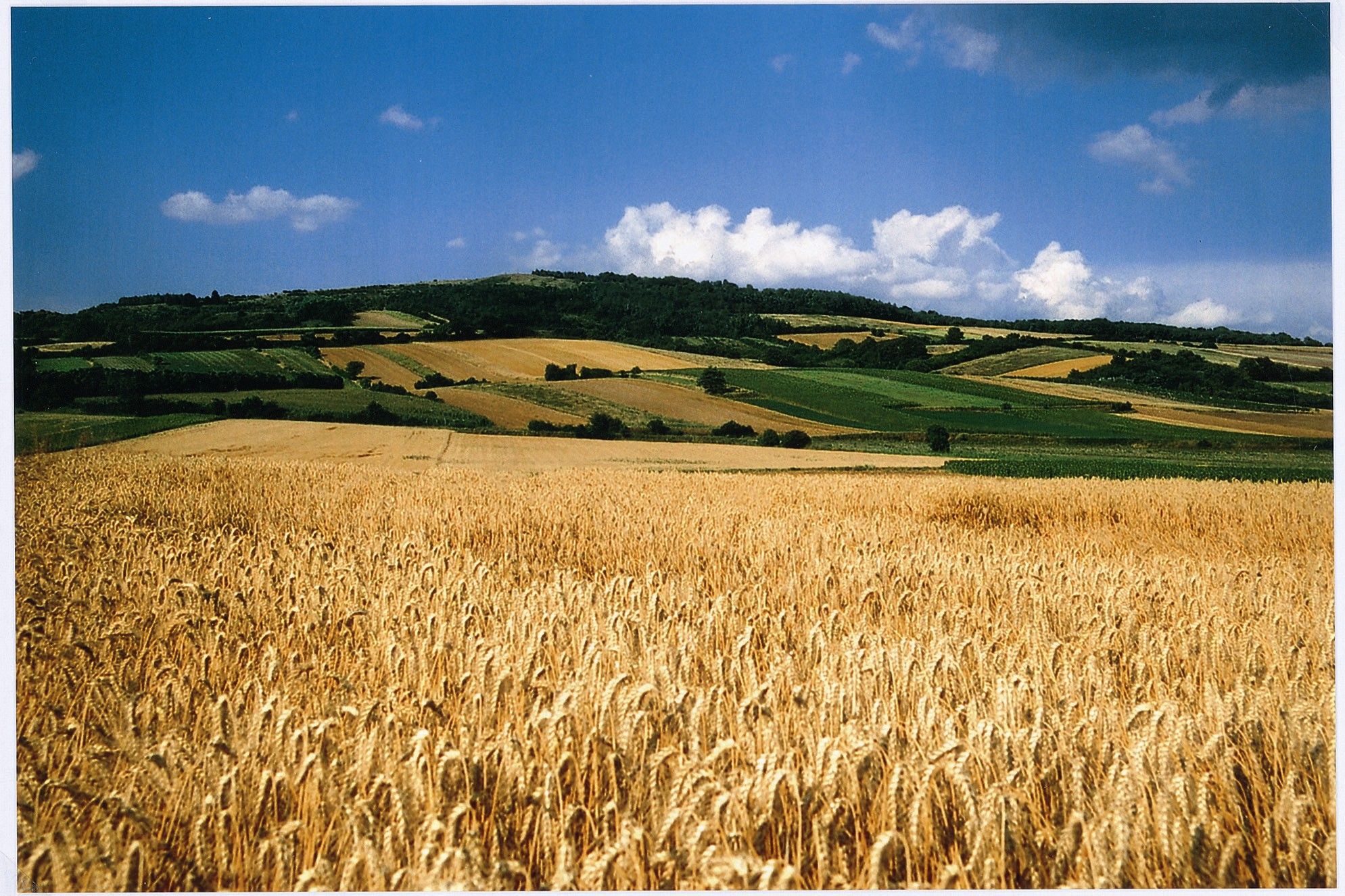Landschaft mit goldenen Weizenfeldern und grünen Hügeln unter blauem Himmel.