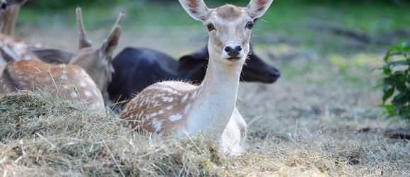 Wildpark Ernstbrunn, © Weinviertel Tourismus / Robert Herbst