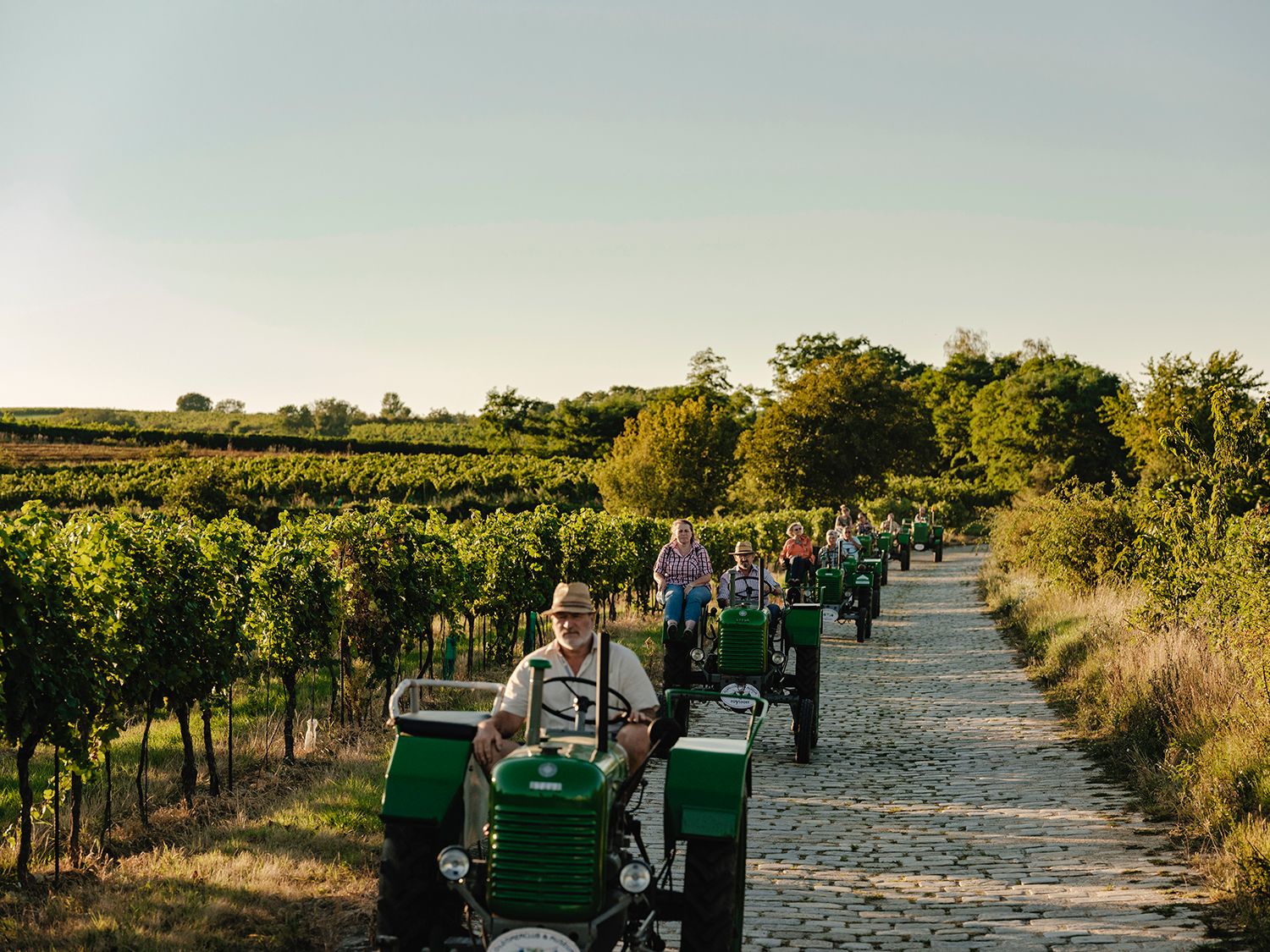 Eine Gruppe von Menschen fährt auf grünen Traktoren einen gepflasterten Weg entlang, umgeben von Weinbergen und Bäumen.