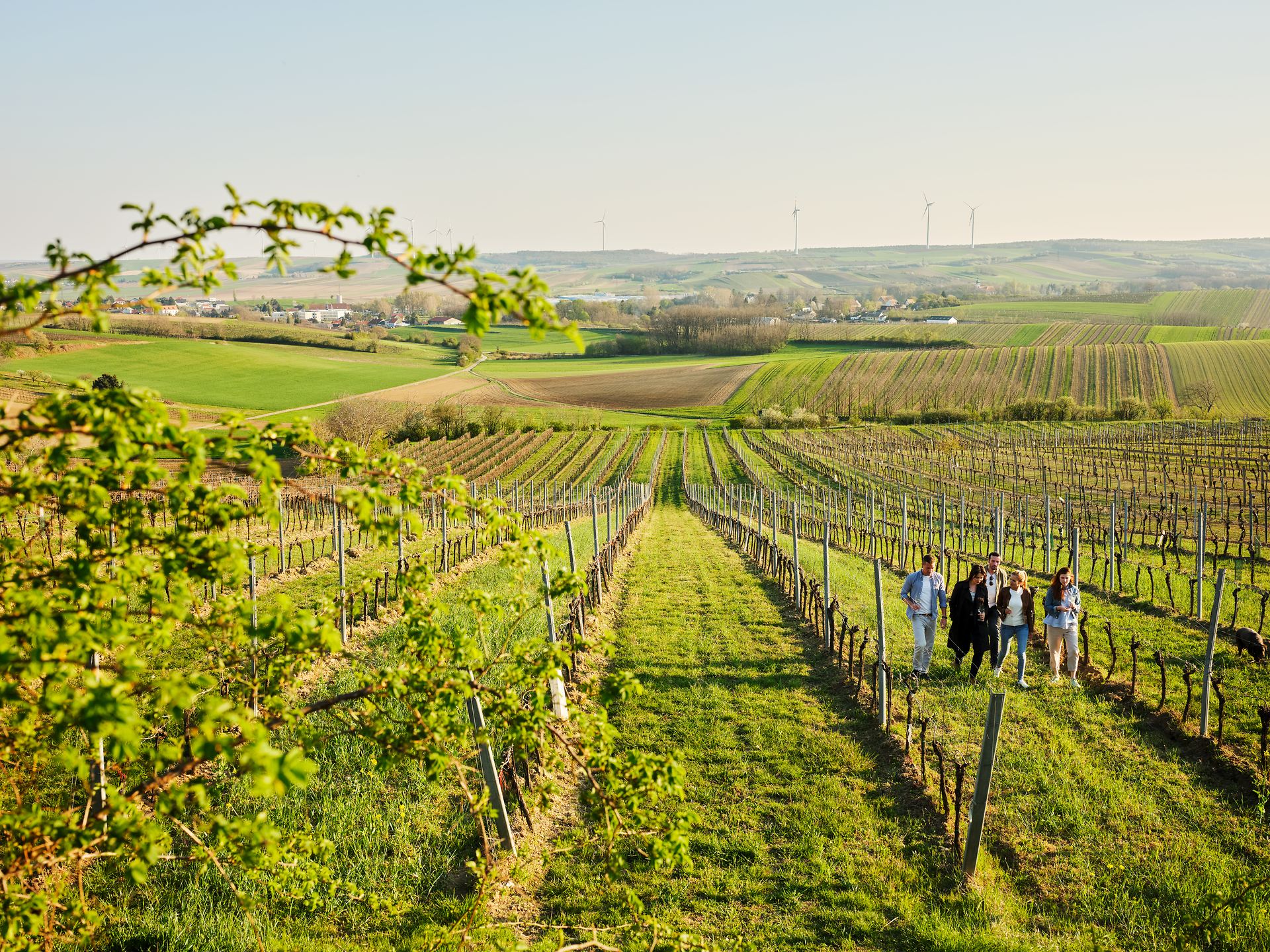 In der sanften Hügellandschaft blühen die Weinreben im Frühling und laden zu einem unvergesslichen Erlebnis ein. Die warmen Sonnenstrahlen und die frische Luft schaffen eine einladende Atmosphäre für Weinliebhaber und Naturliebhaber gleichermaßen. Genießen Sie die malerische Aussicht und die Ruhe dieser idyllischen Region.