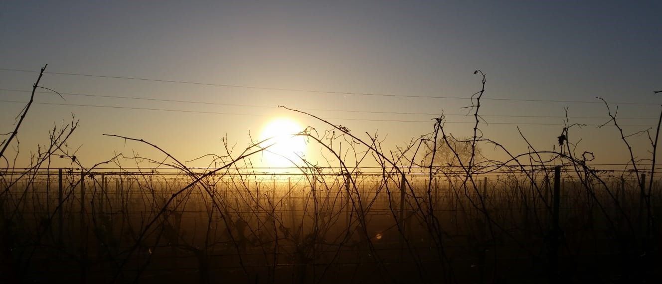 Sonnenuntergang hinter einem Weinberg mit kahlen Reben.