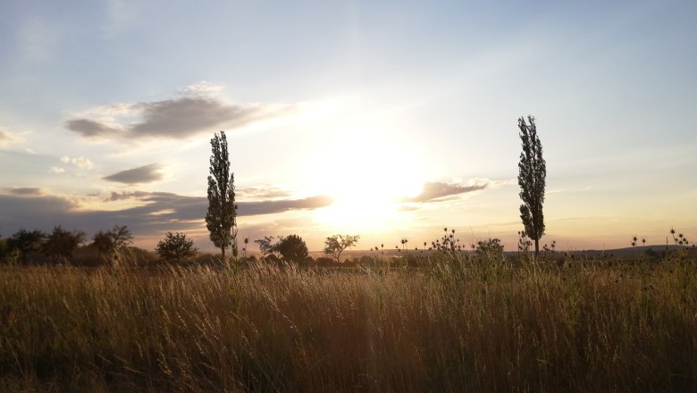 Sonnenuntergang &uuml;ber einem Feld mit B&auml;umen und hohem Gras.