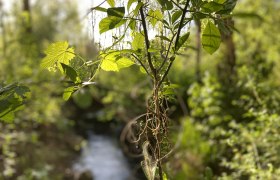 Nahaufnahme von gr&uuml;nen Bl&auml;ttern und Ranken im Vordergrund, unscharfer Waldhintergrund mit Bach.