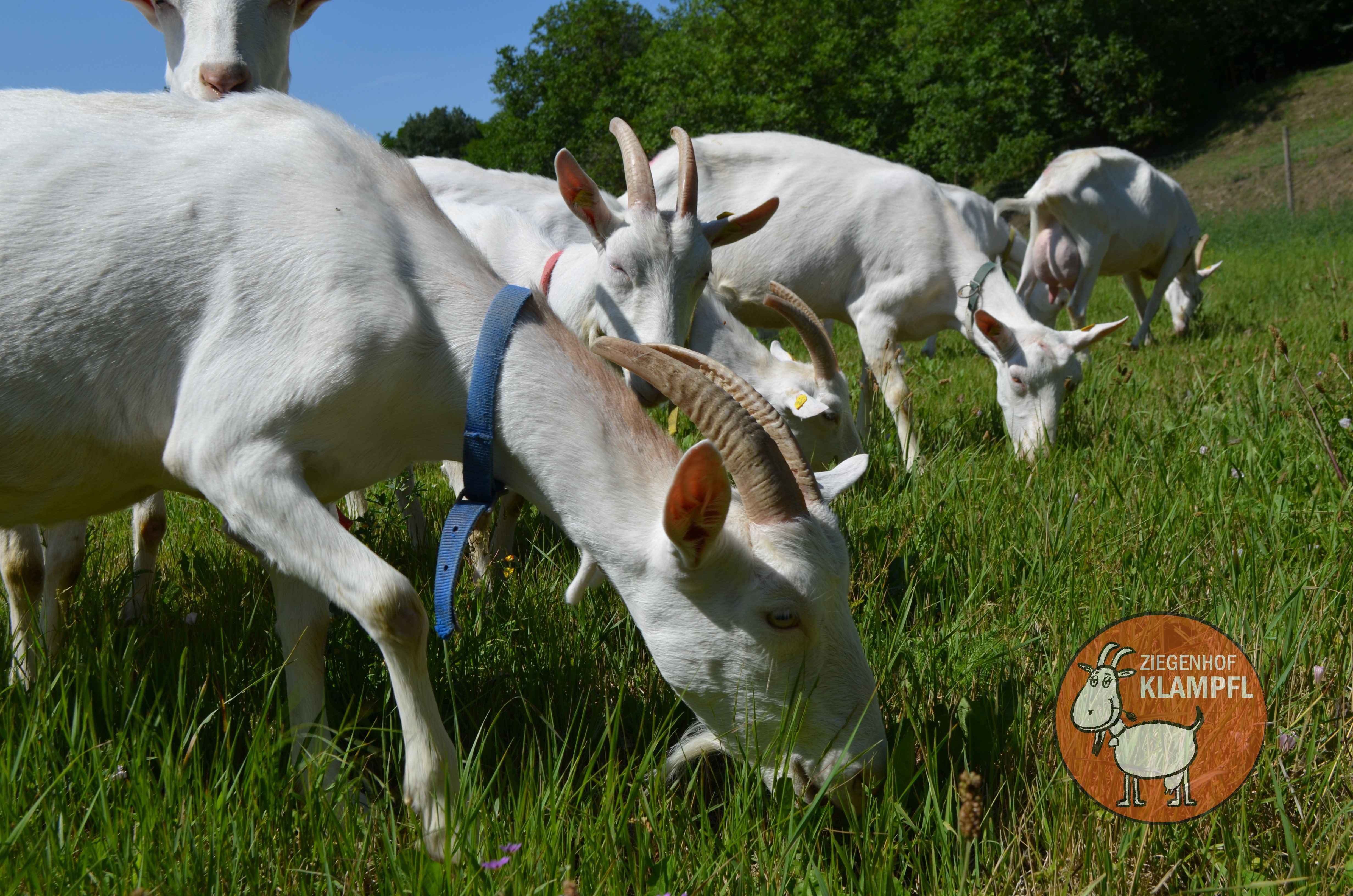 Ziegen grasen auf einer Wiese am Ziegenhof Klampfl.