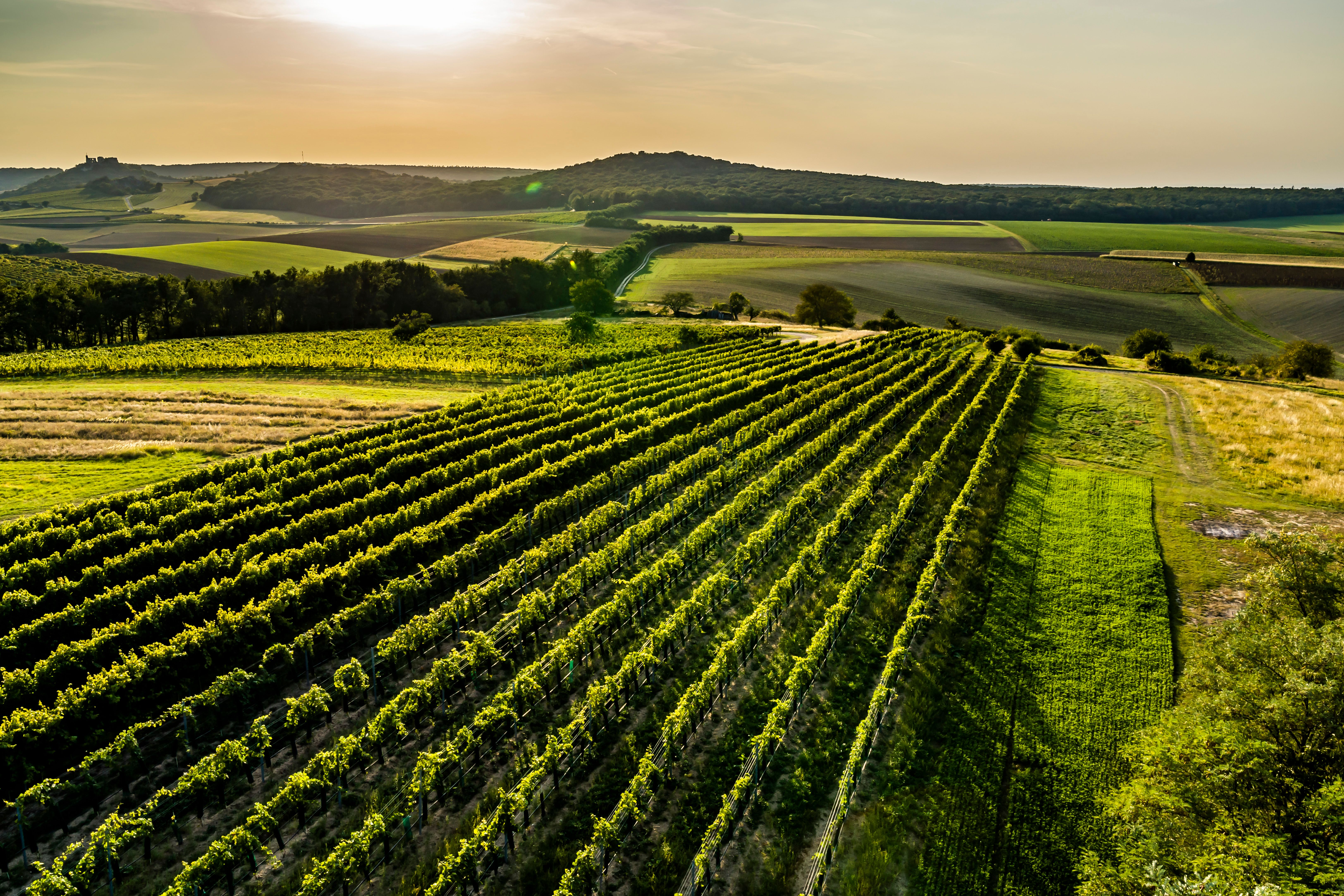 Weinberge in hügeliger Landschaft bei Sonnenuntergang.