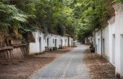 Eine Hohlwegkellergasse mit Kopfsteinpflaster ist mit Robinien überwachsen, weiß gekalkte Keller liegen links und rechts im Löss.