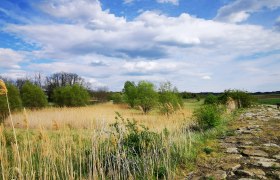 Landschaft mit Schilf, Bäumen und einem steinigen Weg unter bewölktem Himmel.