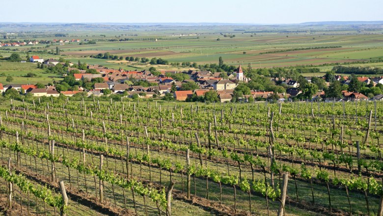 Weinberge mit Dorf im Hintergrund und weitem Blick über die Landschaft.