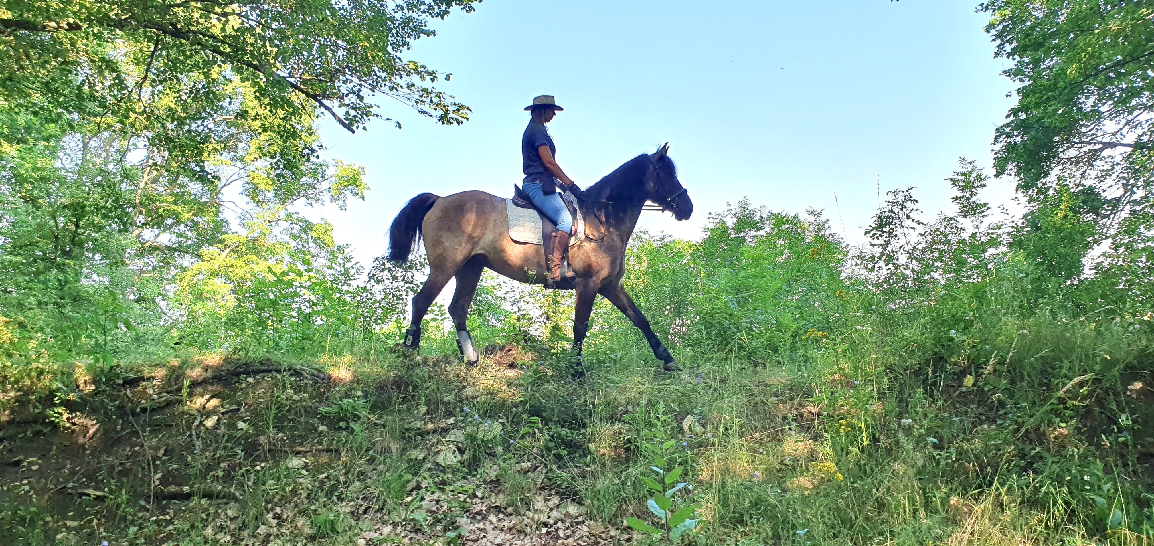 Eine Person reitet auf einem Pferd durch eine grüne Waldlandschaft.