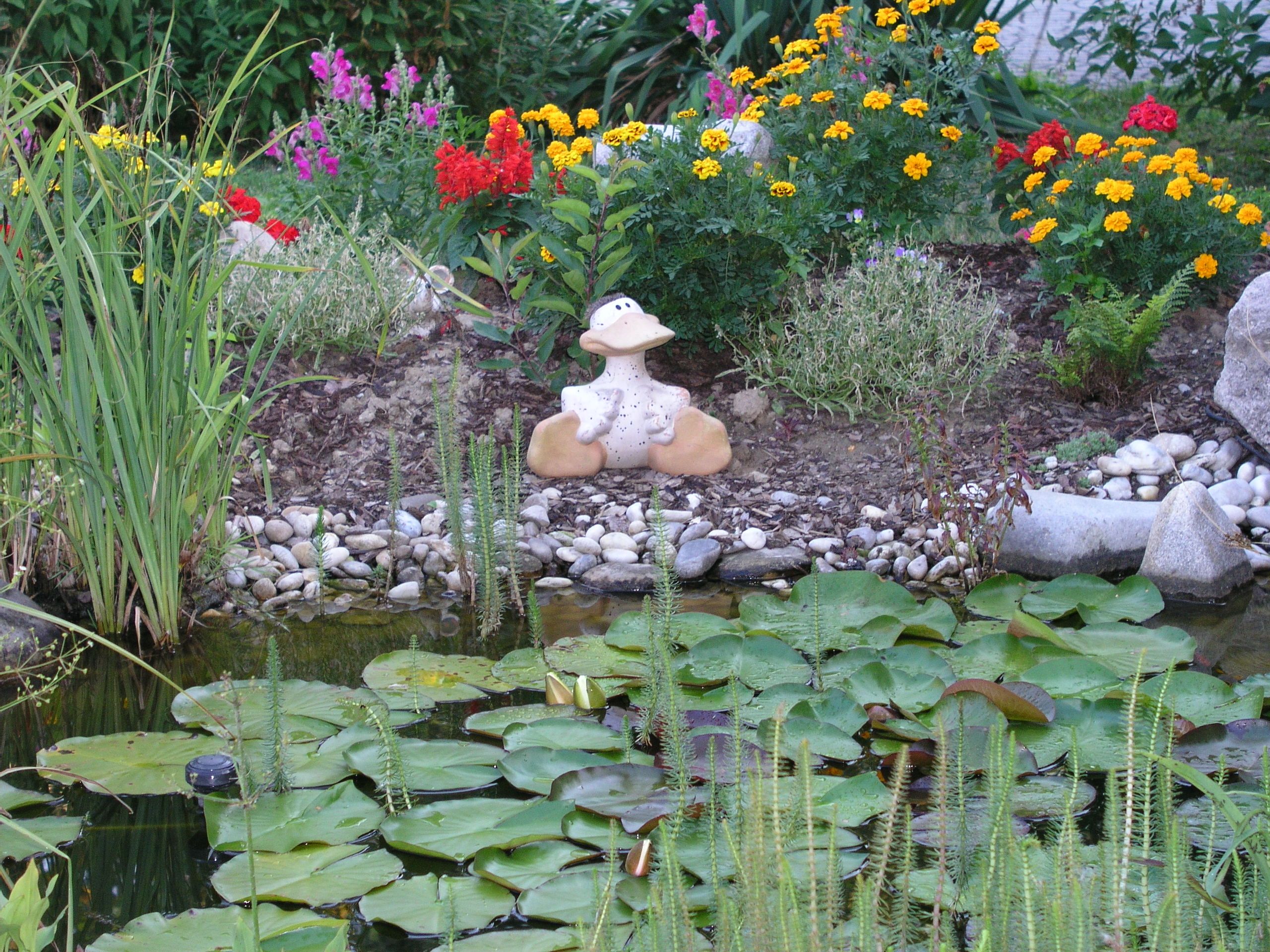 Ein Gartenteich mit Seerosen, bunten Blumen und einer Froschfigur am Ufer.