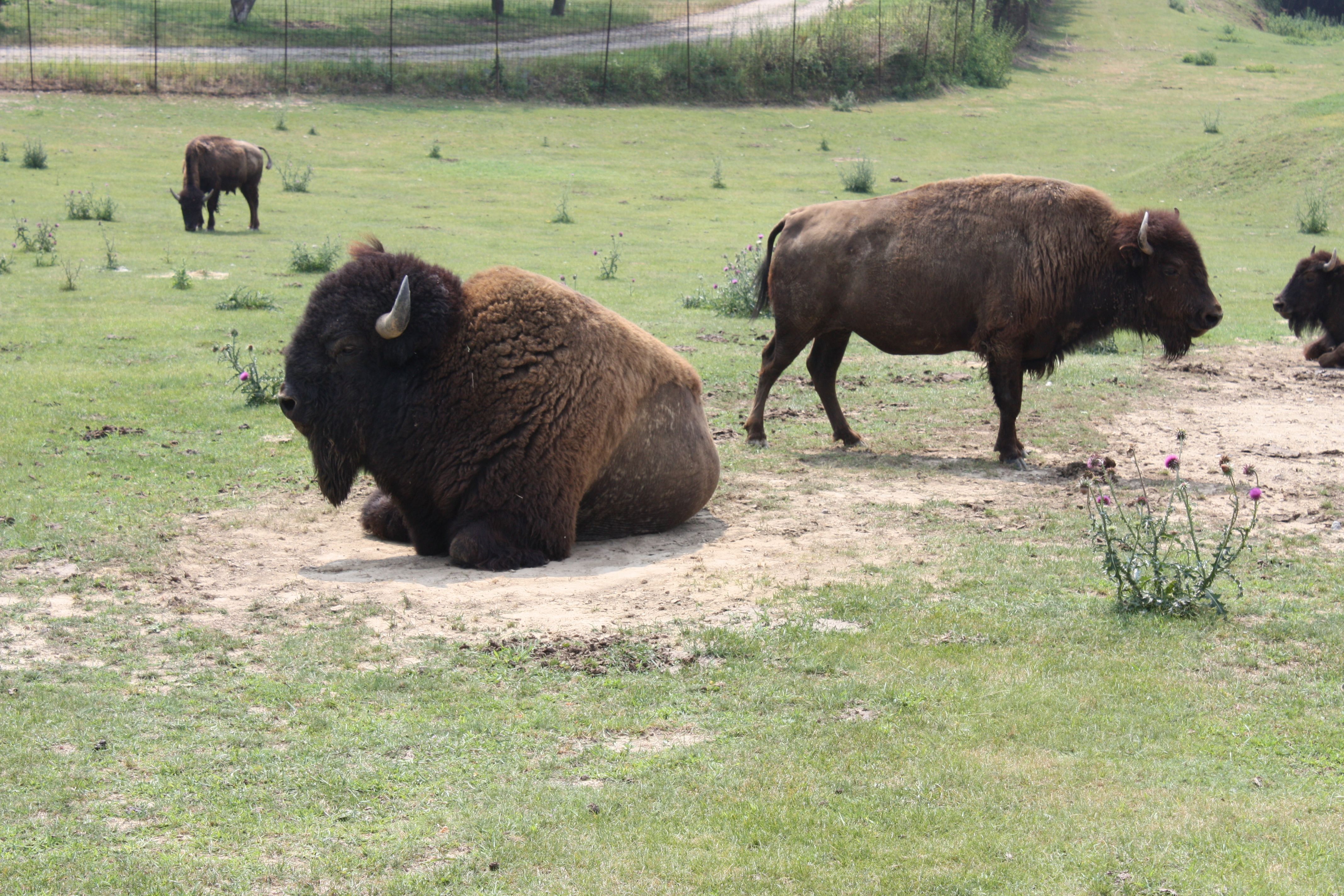 Bisons in einem Gehege auf einer Wiese.