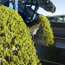 Maschinelle Weinlese von grünen Trauben auf einem Weingut.