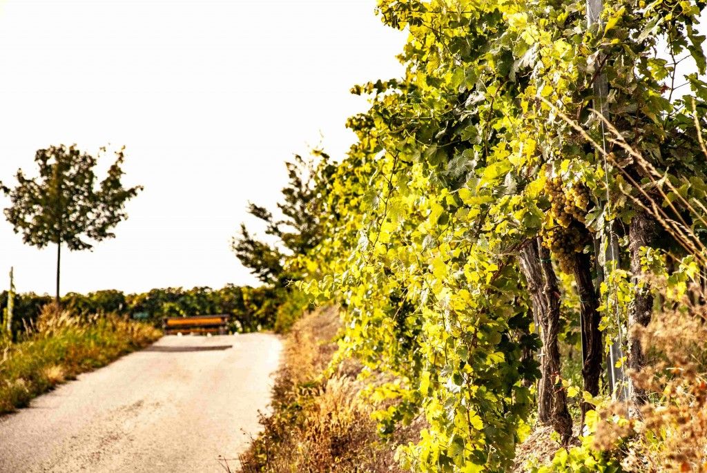 Durch die Weinberge