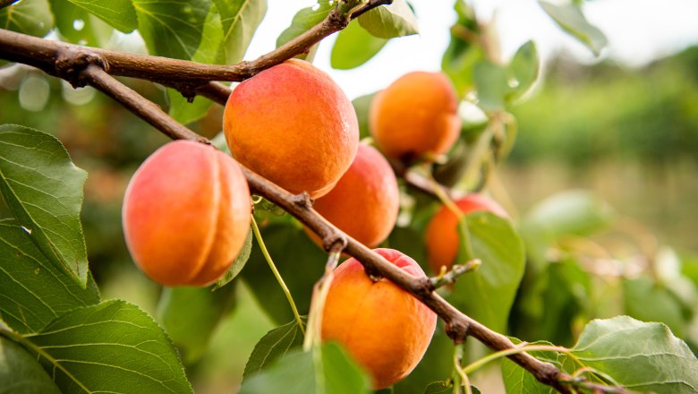 Weinviertler Marillen, © Weinviertel Tourismus / Herbst