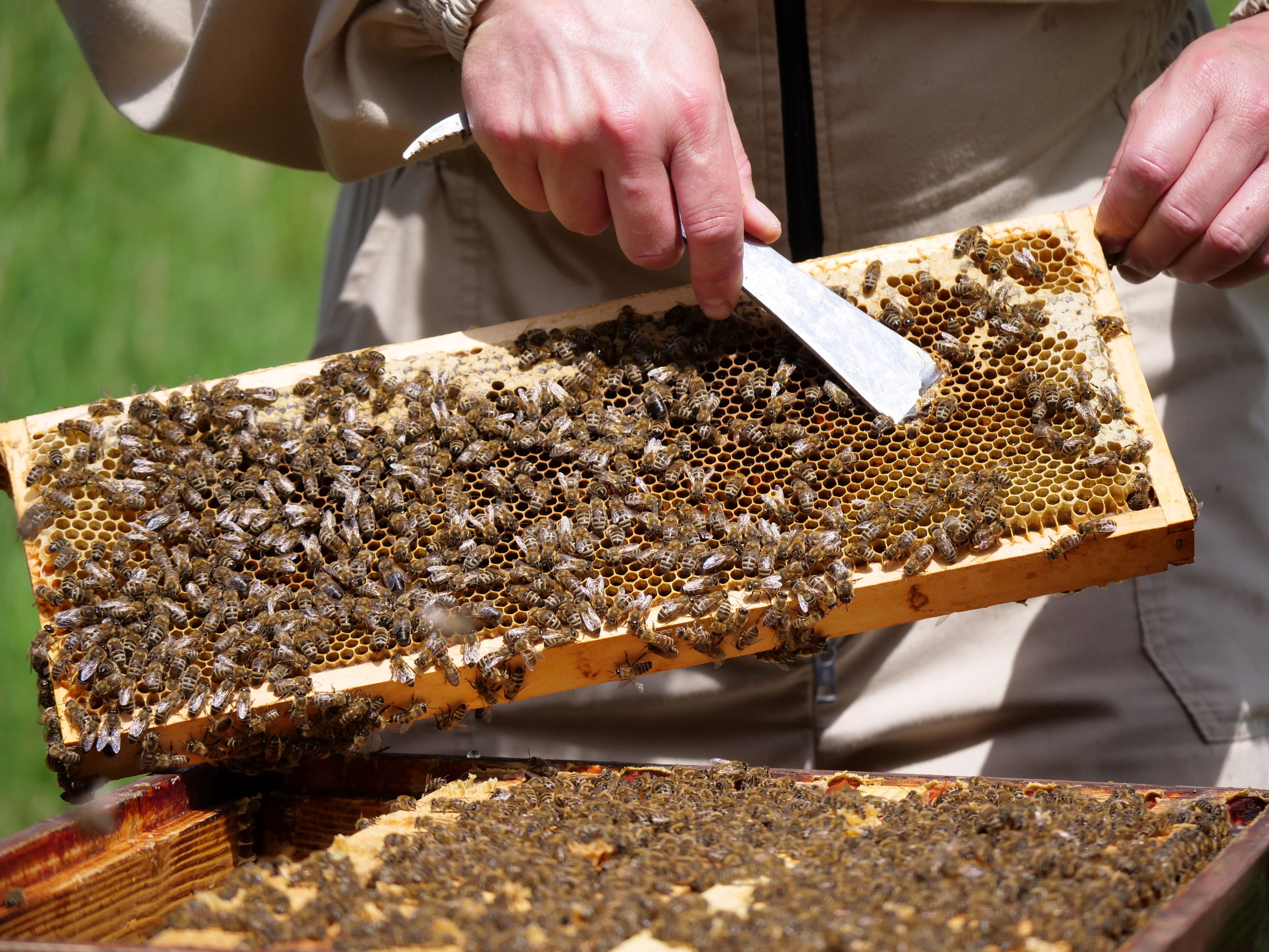 Bienenwabe mit Bienen