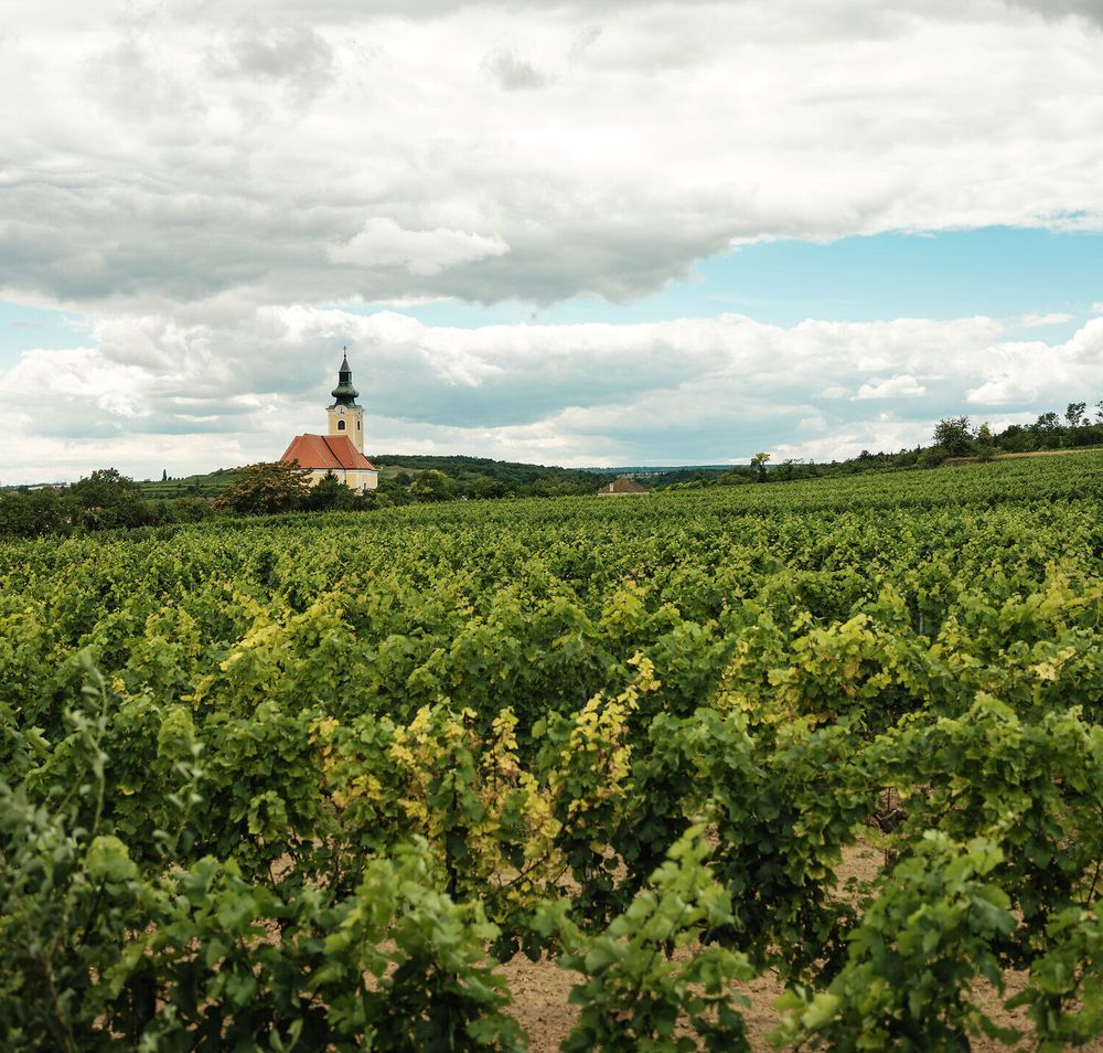 Sanfte Hügel und üppige Weinreben erstrecken sich bis zum Horizont, während die Wolken über dem malerischen Dorf ziehen. Die Atmosphäre ist erfüllt von der süßen Vorfreude auf die Weinlese, die in dieser Region ein wahres Fest der Sinne darstellt.