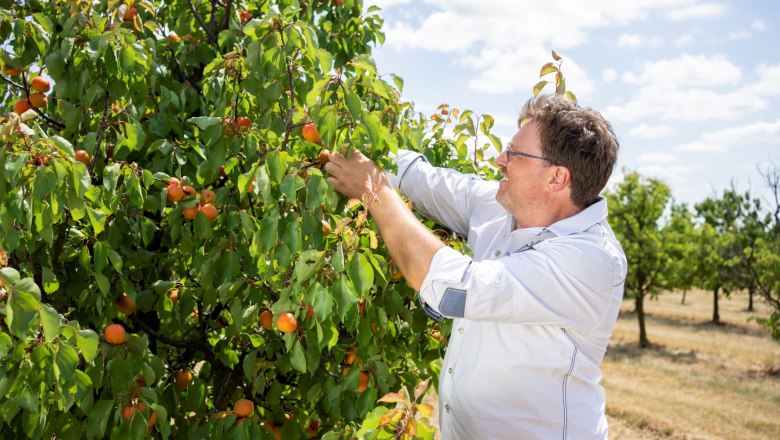 Apricot farm Hackl, © Netzwerk Kulinarik/pov.at