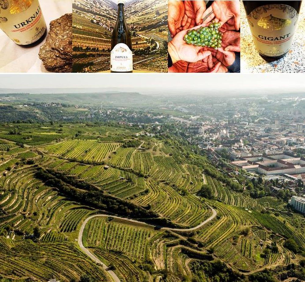 Luftaufnahme von Weinbergen mit Stadt im Hintergrund, darüber Weinflaschen und Trauben.