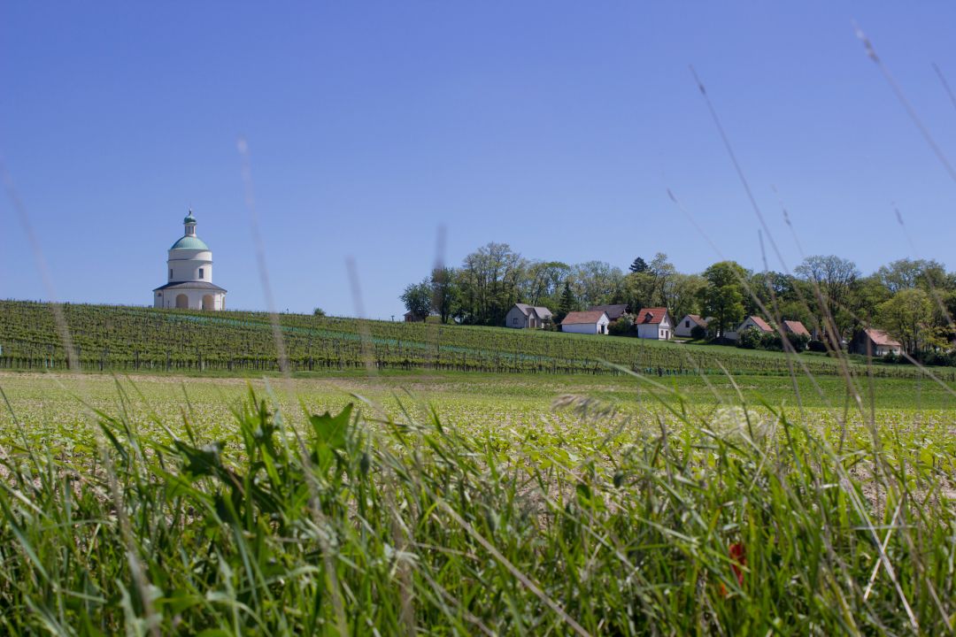 Landschaft mit Kapelle, Weinbergen und Häusern unter blauem Himmel.