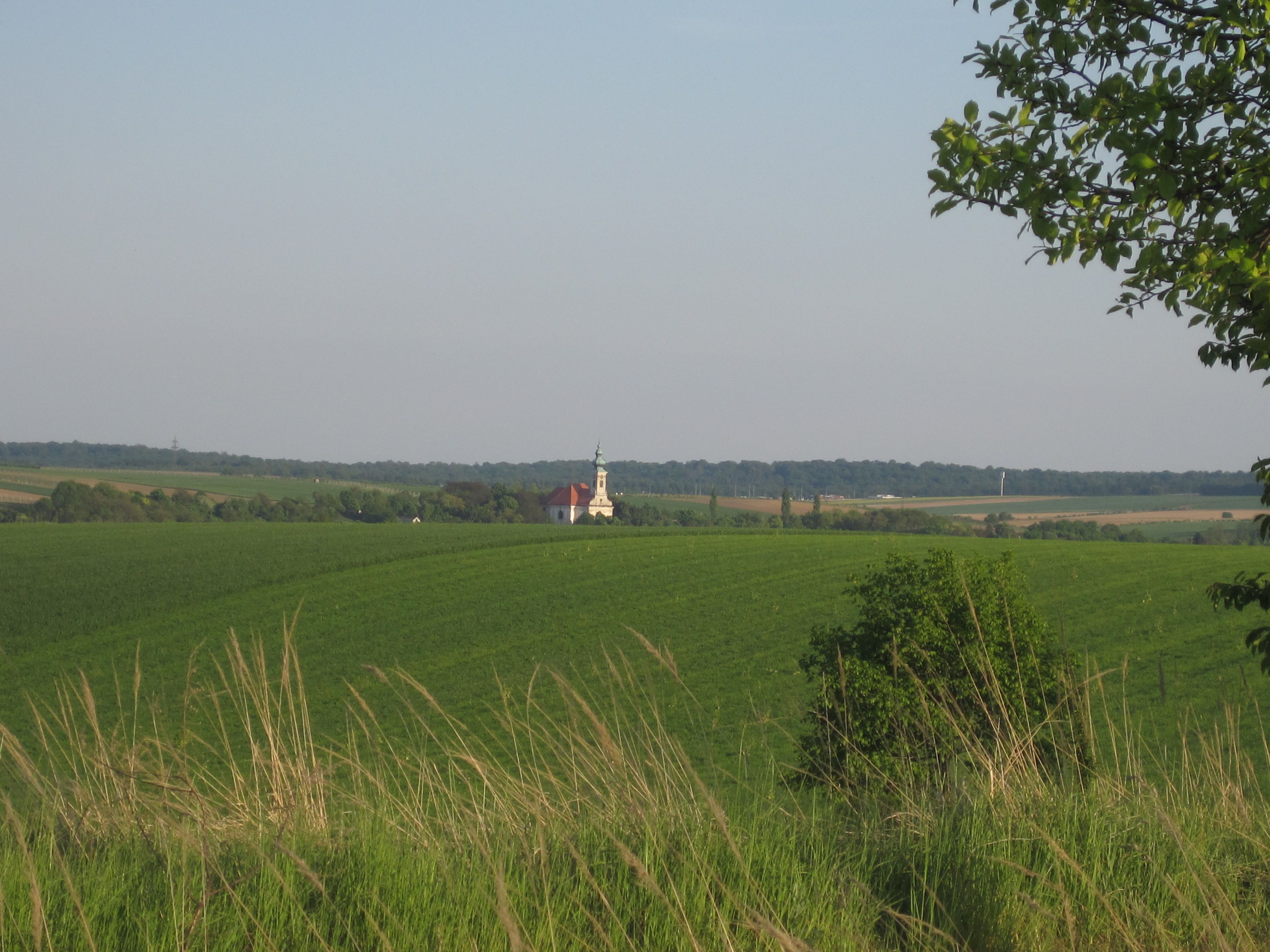 Landschaft mit grünen Feldern und einer Kirche im Hintergrund.