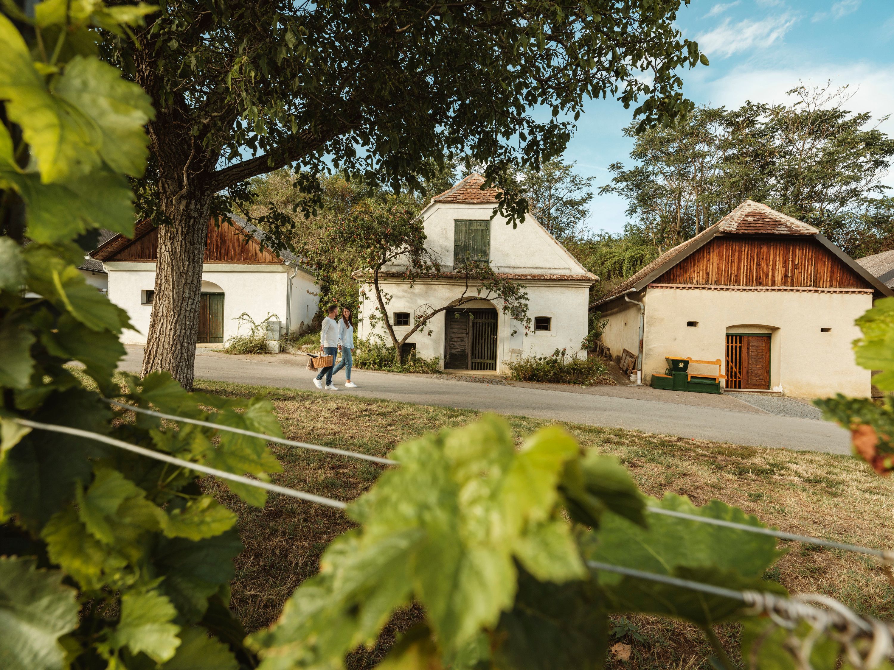 Zwei Personen spazieren mit einem Picknickkorb an traditionellen Weinkellern vorbei, umgeben von grünen Weinreben.