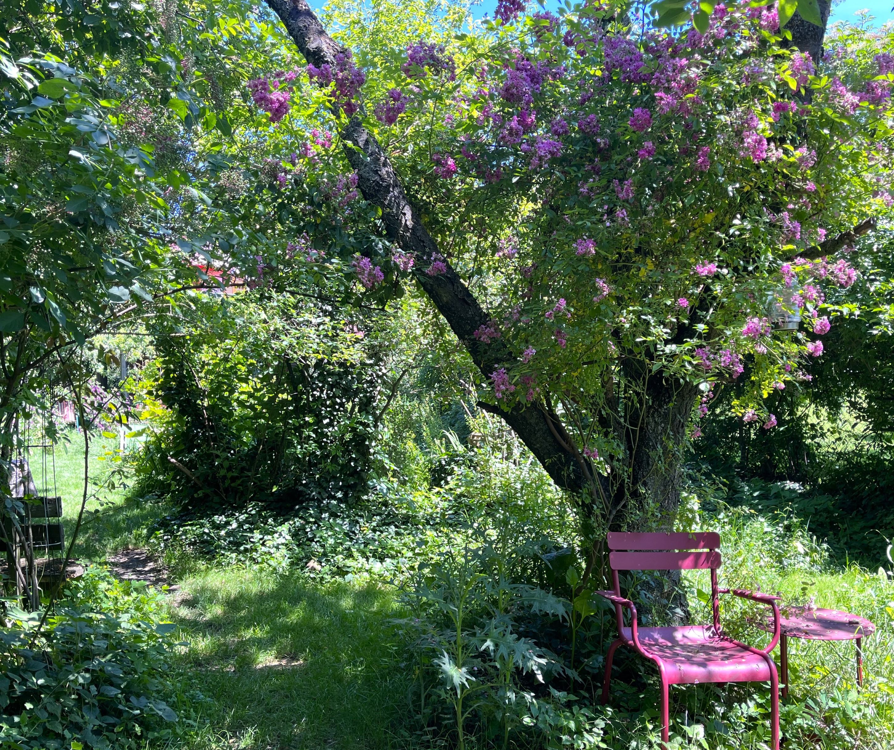Ein idyllischer Garten mit einem rosa Stuhl und Tisch unter einem Baum mit lila Blüten.