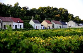 Reihe von Weinkellern in einer gr&uuml;nen Landschaft mit B&auml;umen im Hintergrund.