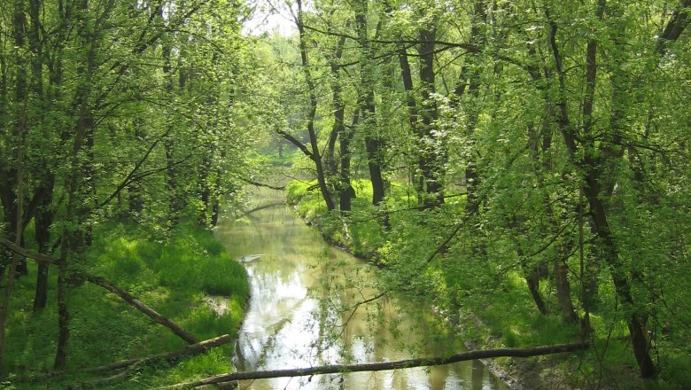 Ein ruhiger Fluss fließt durch einen grünen Wald mit hohen Bäumen.