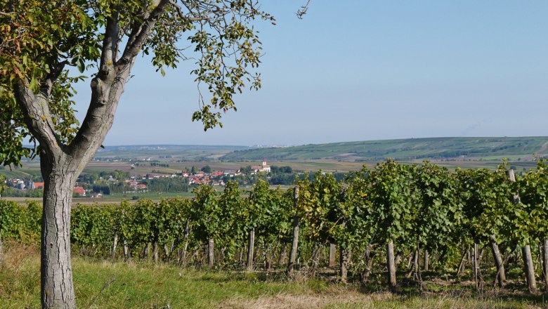 Blick auf Pfaffendorf mit Weinbergen im Vordergrund und einem Baum links.