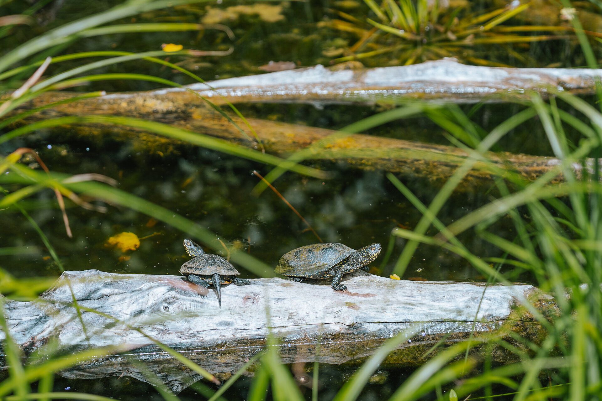 Die sanften Wellen der Donau spiegeln die majestätische Silhouette von Schloss Orth wider, während die üppige Vegetation der Auenlandschaft eine friedliche Atmosphäre schafft. Hier, wo Natur und Geschichte aufeinandertreffen, lädt die Umgebung zu erholsamen Spaziergängen und unvergesslichen Erlebnissen ein.