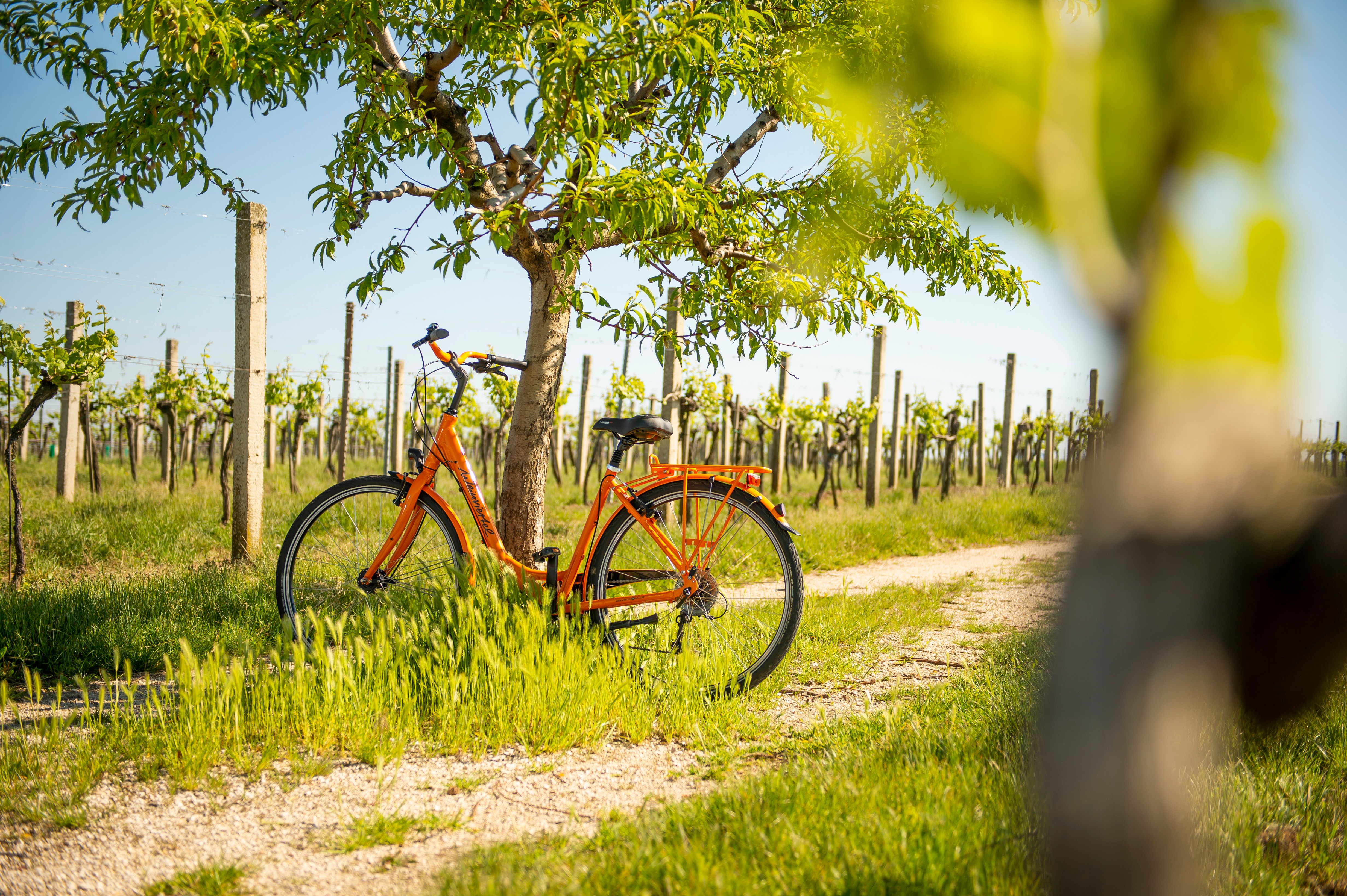 An orange bicycle leans against a tree in a vineyard in sunny weather.