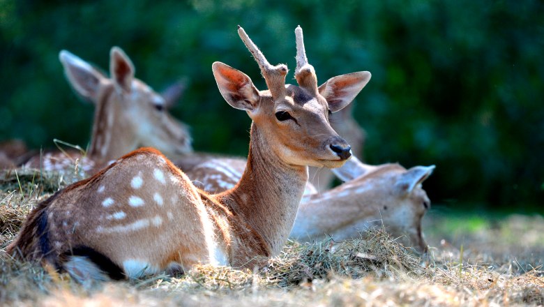 Weinviertler Wild, © Weinviertel Tourismus / Herbst