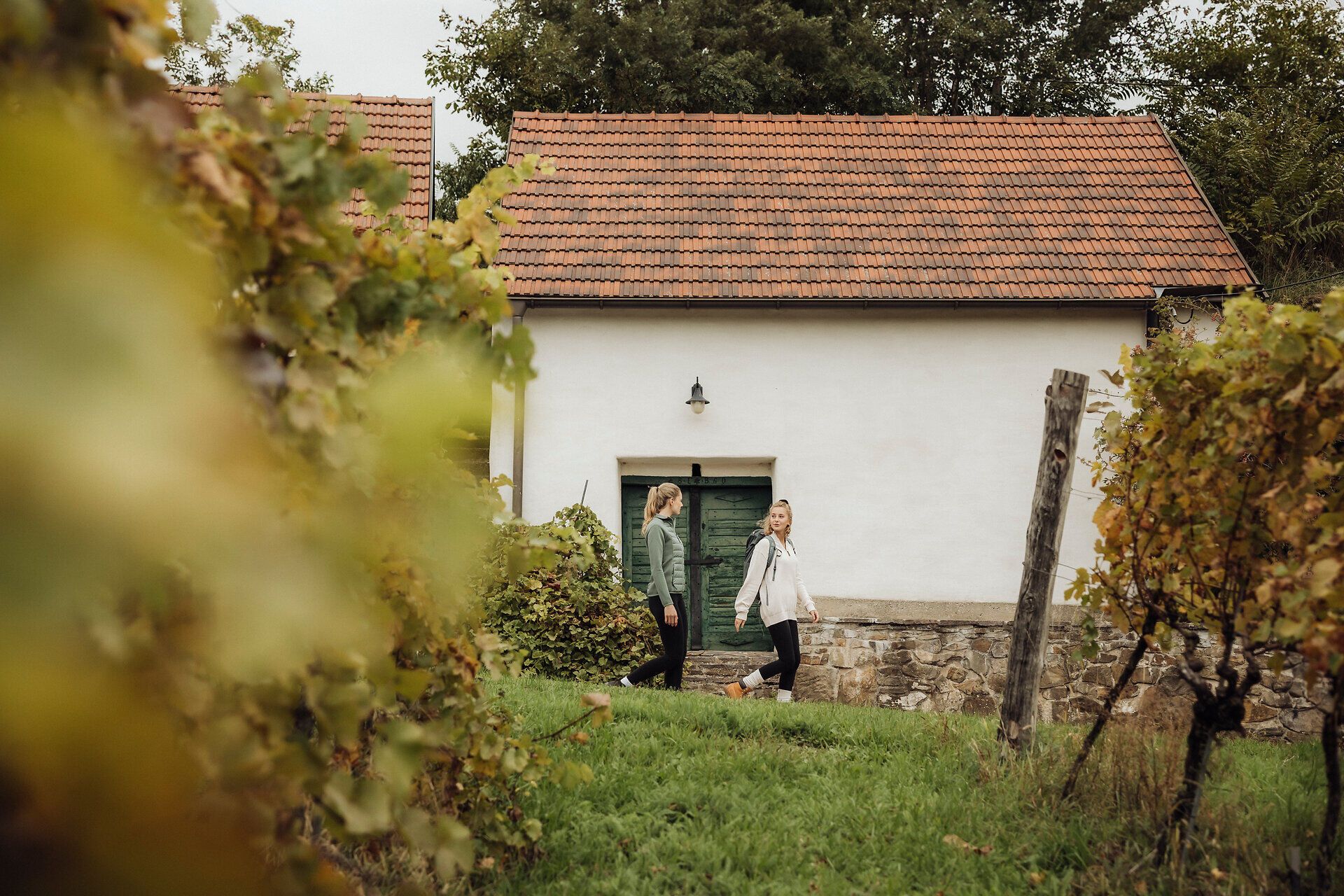 Inmitten der sanften Hügel des Weinviertels schlendern zwei Wanderer durch die malerischen Weingärten. Die frische Luft und der Duft von reifen Trauben laden dazu ein, die Schönheit der Natur zu genießen und die Seele baumeln zu lassen. Ein perfekter Tag für Weinwanderungen und unvergessliche Erlebnisse.