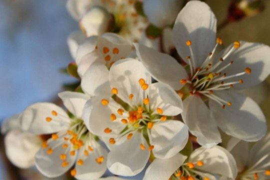 Wenn aus frühlingshaften Marillenblüten, © Weinviertel Tourismus