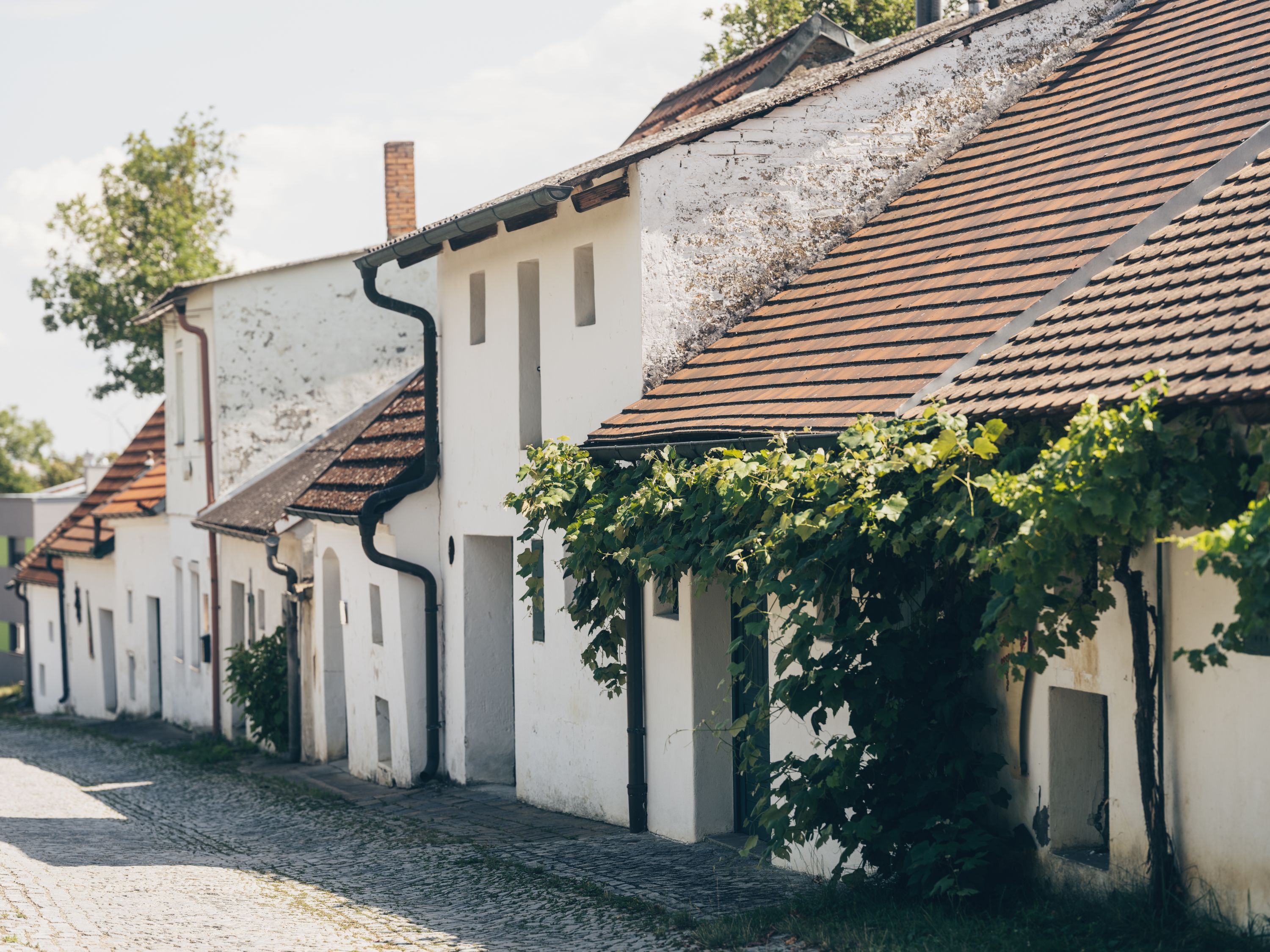 Eine malerische Kellergasse mit weißen Gebäuden und Weinreben in Poysdorf, Österreich.