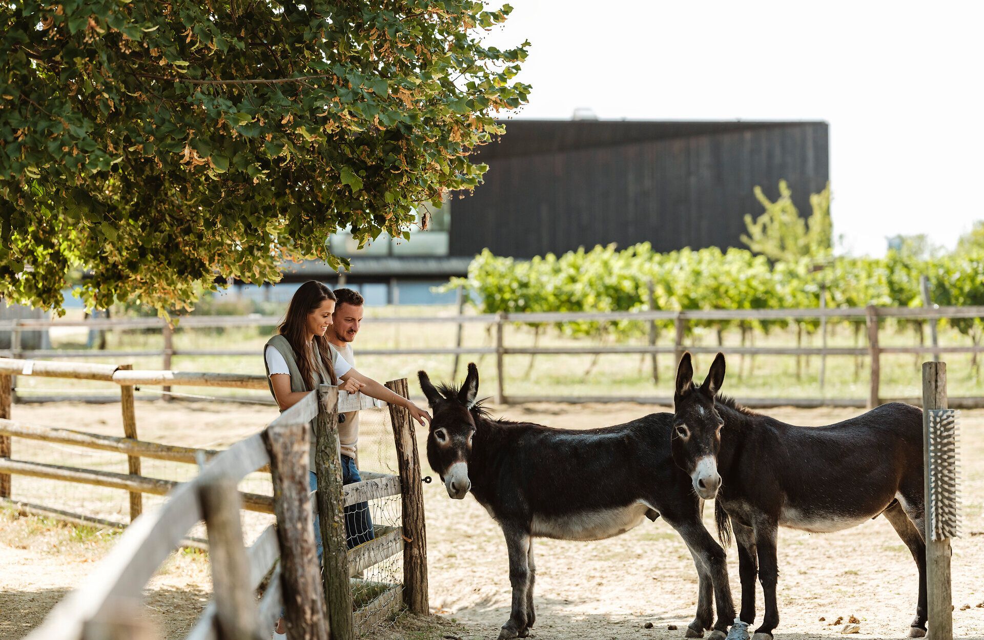 Inmitten der sanften Hügel des Weinviertels genießen Besucher die friedliche Atmosphäre eines lebendigen Bauernhofs. Zwei Esel stehen neugierig am Zaun und laden dazu ein, die ländliche Idylle hautnah zu erleben. Hier wird die Tradition des Weinbaus lebendig und bietet eine perfekte Kulisse für einen unvergesslichen Ausflug.